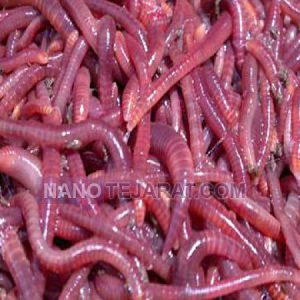 کرم ایزینیا فتیدا زنده برای خوراک کرم ایزینیا فتیدا زنده برای خوراک